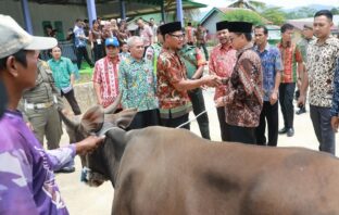 Stok Hewan Qurban Diyakini Aman